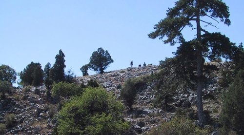 Pinos en los que se estudió los anillos de crecimiento anual
