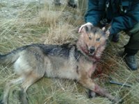 Gobierno mantendrá al lobo como especie cinegética y ultima reforma de Ley de Caza