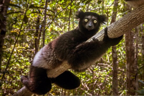 El indri de Madagascar es el lemur más grande y amenazado
