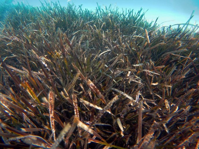 Plantas de posidonia oceanica