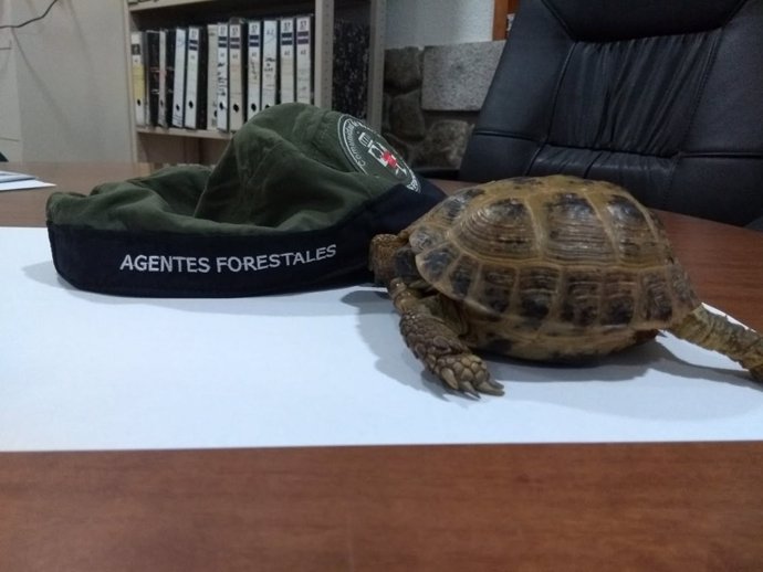 El ejemplar de Tortuga Rusa encontrada