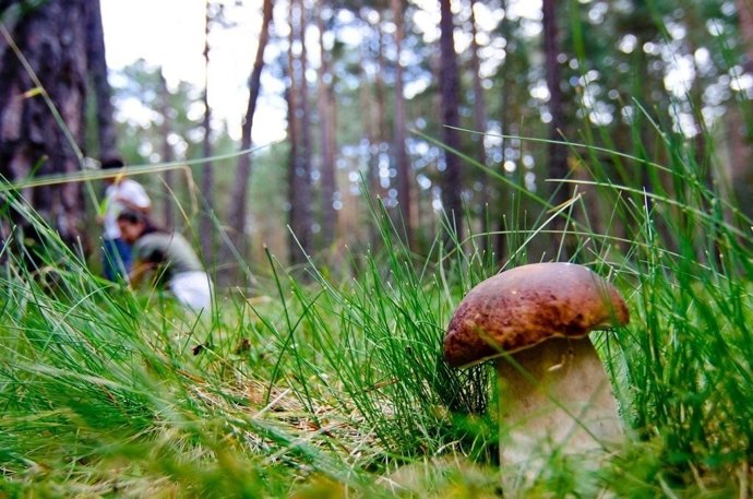 El proyecto 'MicoAragón' se presenta en un seminario internacional