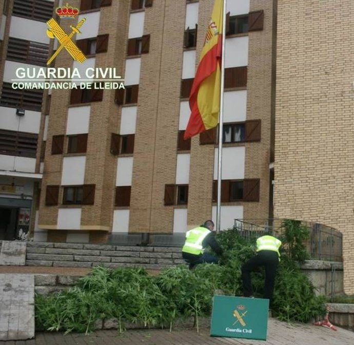 Plantas de marihuana localizadas en Alàs i Cerc