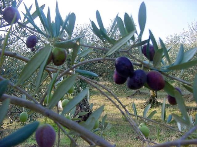 Aceitunas en un olivo