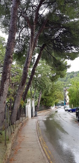Pinos del puerto de Sóller