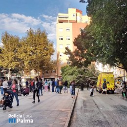 árbol caído en plaza Pere Garau