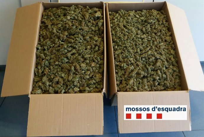 Cajas con cogollos de marihuana decomisadas por los Mossos