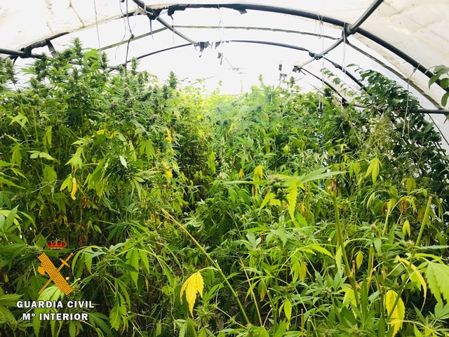 Plantación de marihuana en un invernadero de Burgos