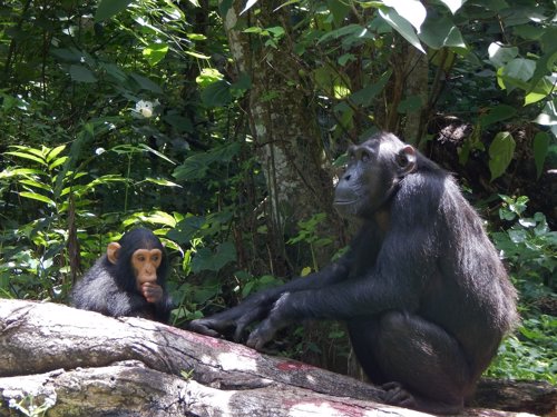 Hembra de chimpancé con su cría
