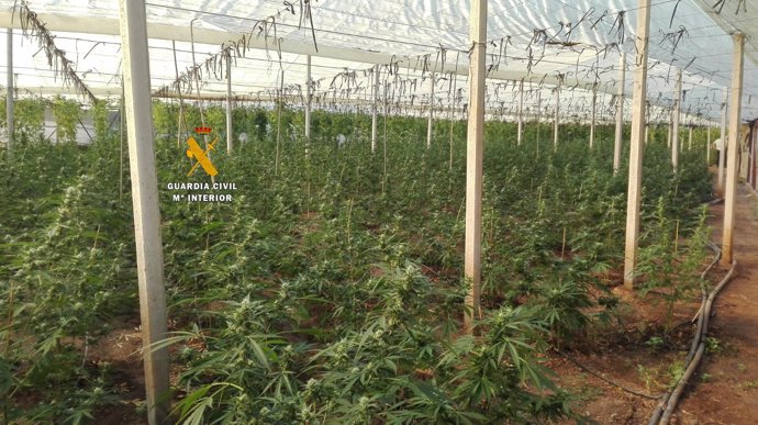 Marihuana plantas droga plantación indoor invernadero bajo techo guardia civil