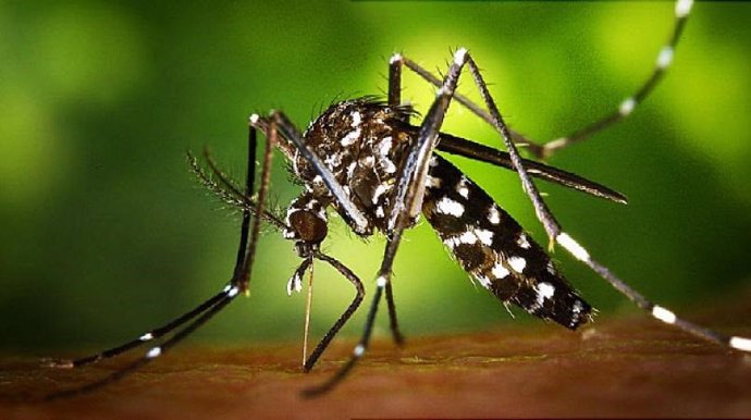 Ejemplar de mosquito tigre