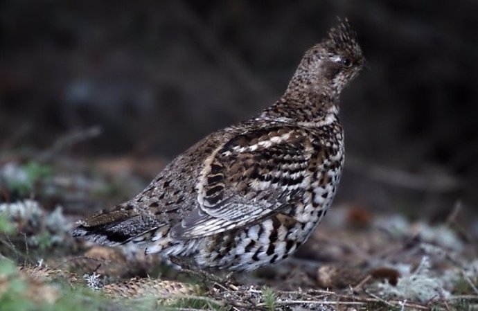 Grévol,un ave extinta en España que se reintroducirá en Pirineos