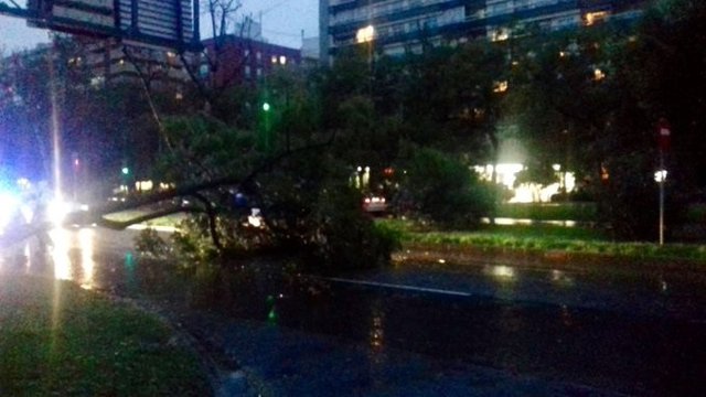 Caída del árbol en Blasco Ibáñez