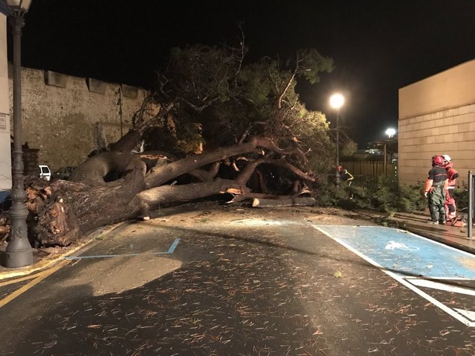 Árbol caído en Peñíscola