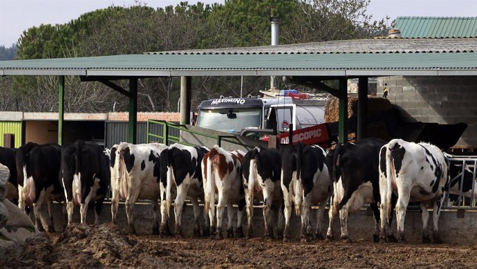 Vacas en una explotación agraria