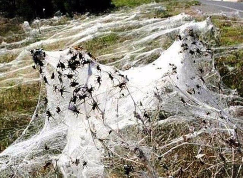 No es nieve, es temporada de arañas en Australia
