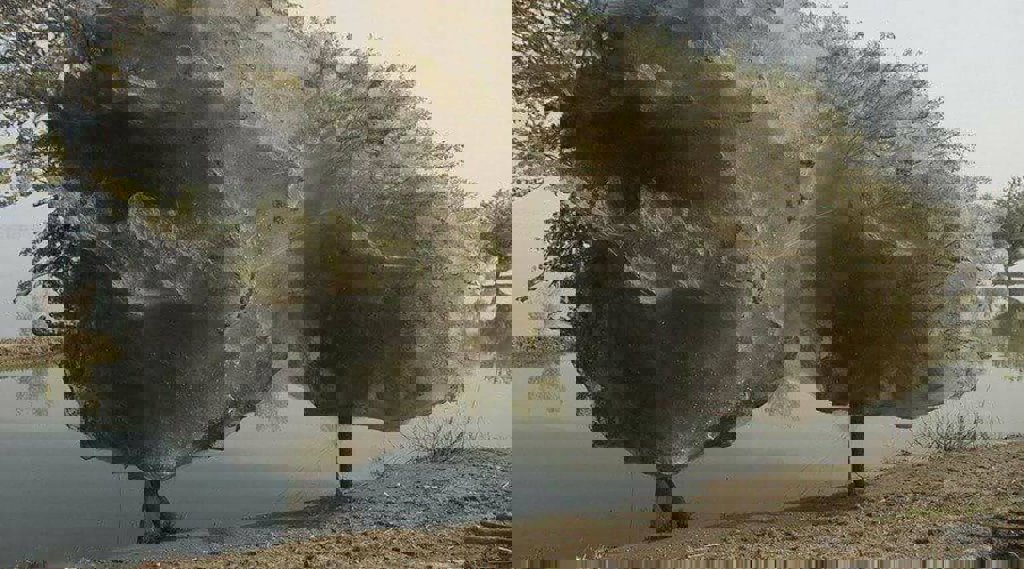 No es nieve, es temporada de arañas en Australia