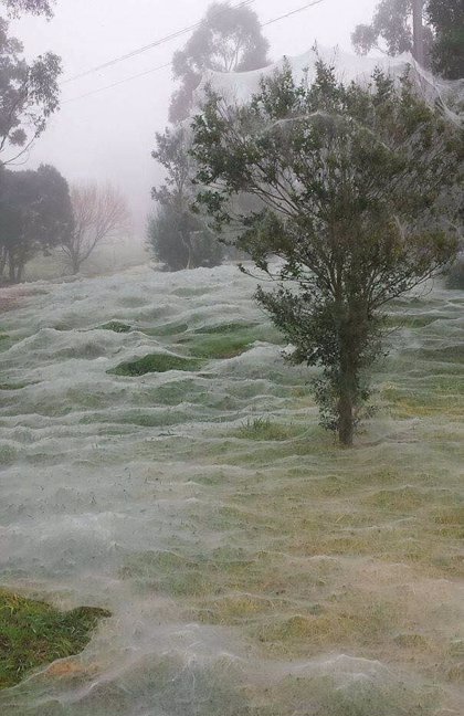 No Es Nieve Es Temporada De Aranas En Australia