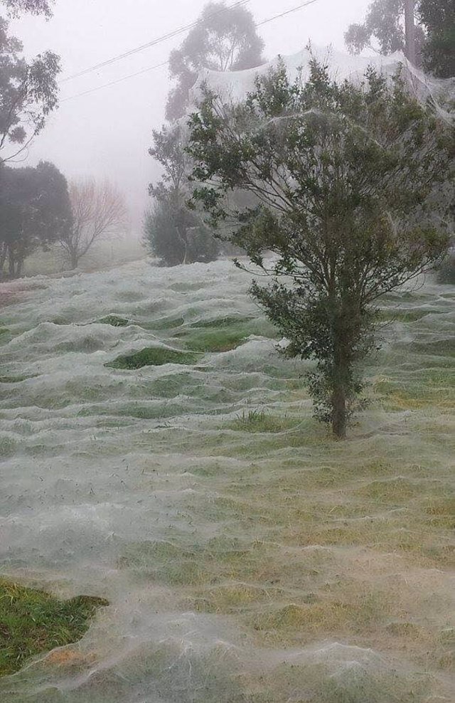 No es nieve, es temporada de arañas en Australia