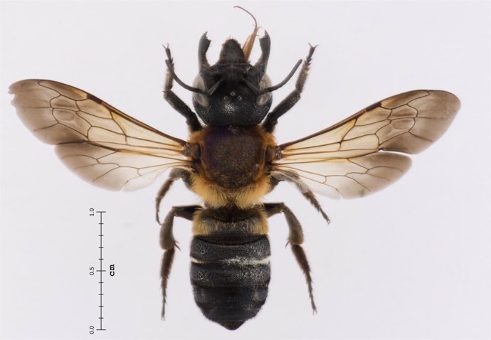 La abeja gigante resina encontrada en Catalunya