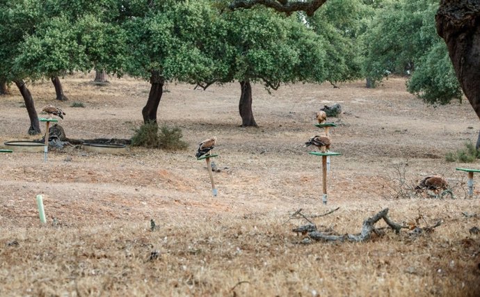 Población de águila imperial