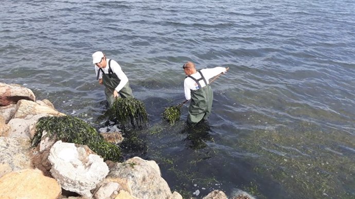Servicios de limpieza en litoral del Mar Menor