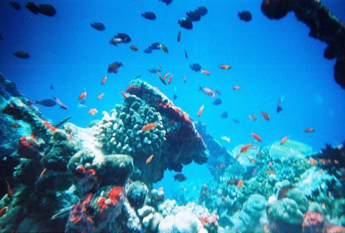 Peces de coral