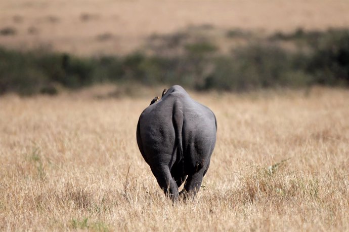 Un rinoceronte negro Reserva Nacional Maasai Mara, en Kenia
