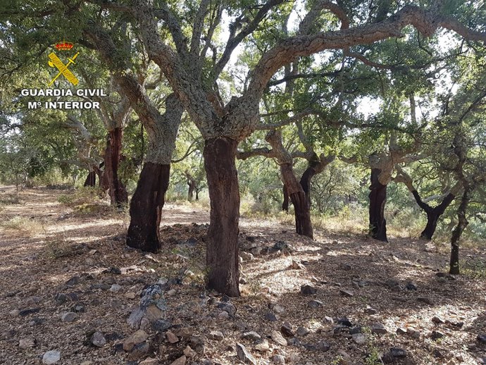 Alcornoques descorchados