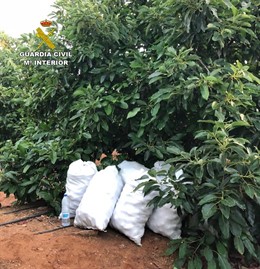 La Guardia Civil evita el robo de 600 kilos de aguacates en Lepe. 