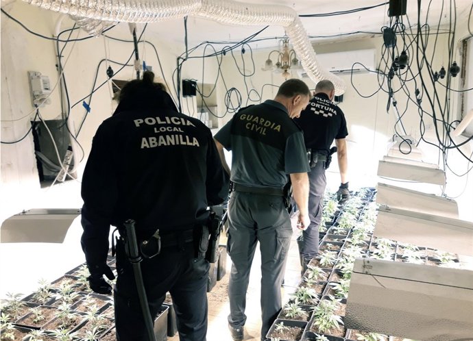 Tres agentes supervisan la plantación intervenida