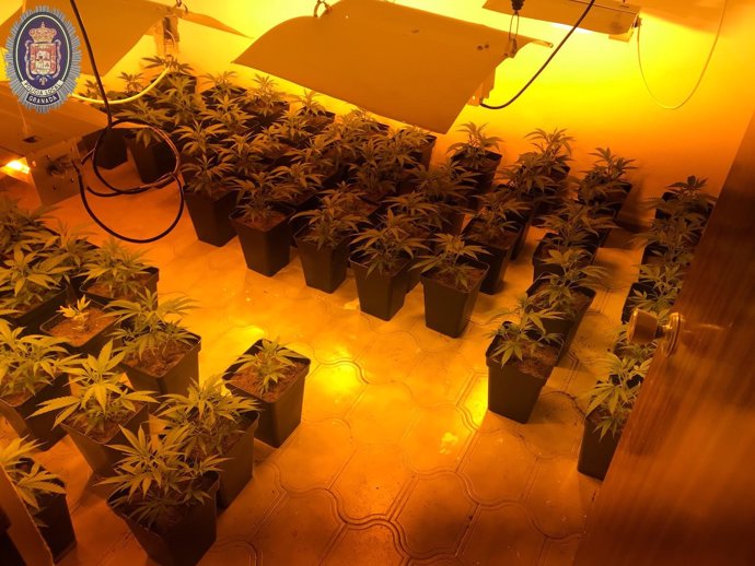 Plantas de marihuana incautadas en la zona norte