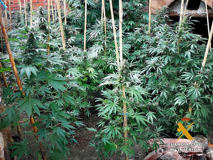 Plantación de cannabis descubierta en Santa Eulalia Bajera