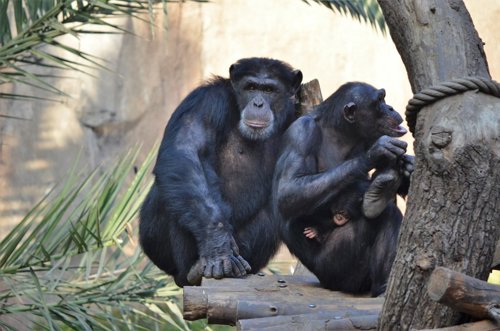 Grupo de chimpancés 