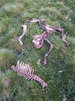 Restos de los animales devorados por los lobos