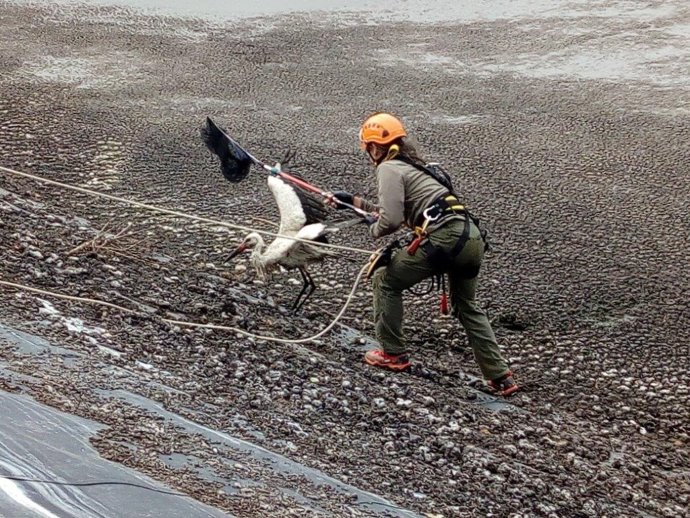 Rescate de la cigüeña atrapada en una balsa