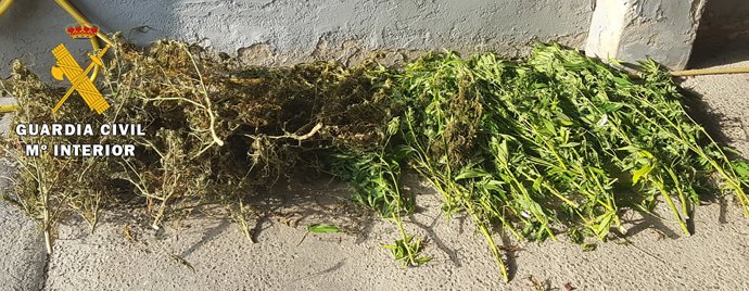 Burgos.- Plantas aprehendidas