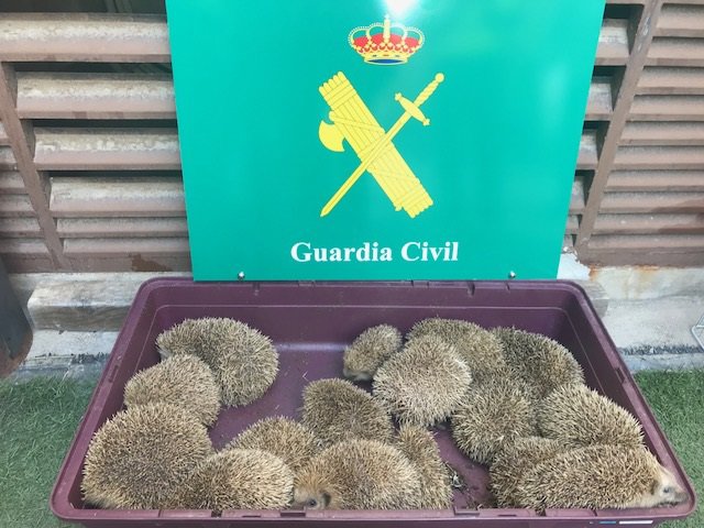 Erizos incautados en carretera de Toledo