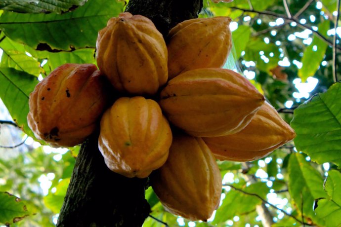  Cacao Theobroma 