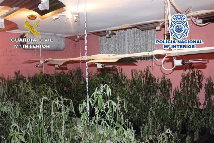 Plantación de Marihuana