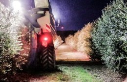 Cosecha nocturna de aceituna