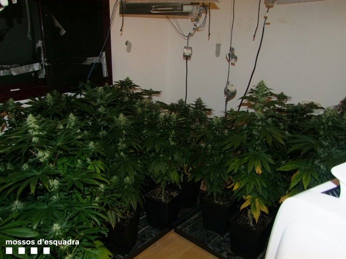 Plantes de marihuana en un pis de La Pobla de Mafumet (Tarragona)