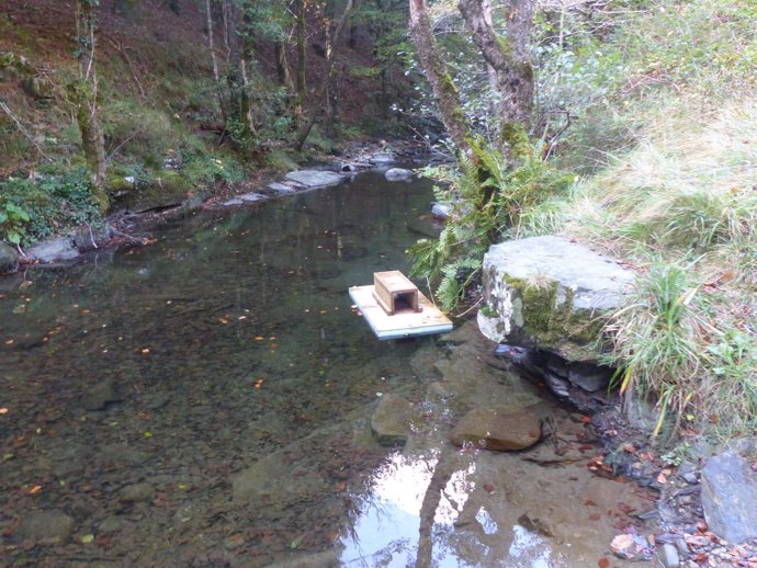 Plataforma flotante en un río para detectar ejemplares de visón americano