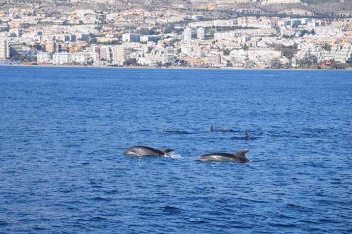 Delfines mulares frente a la costa de Benalmádena