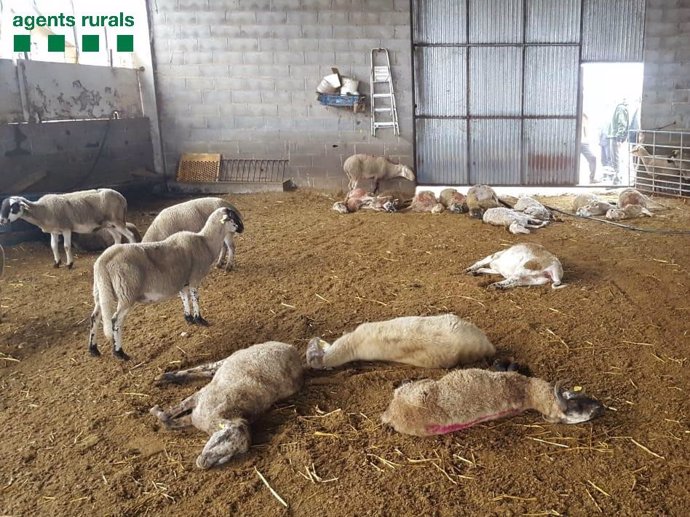 Varios perros matan 23 ovejas en una granja de Ponts (Lleida)