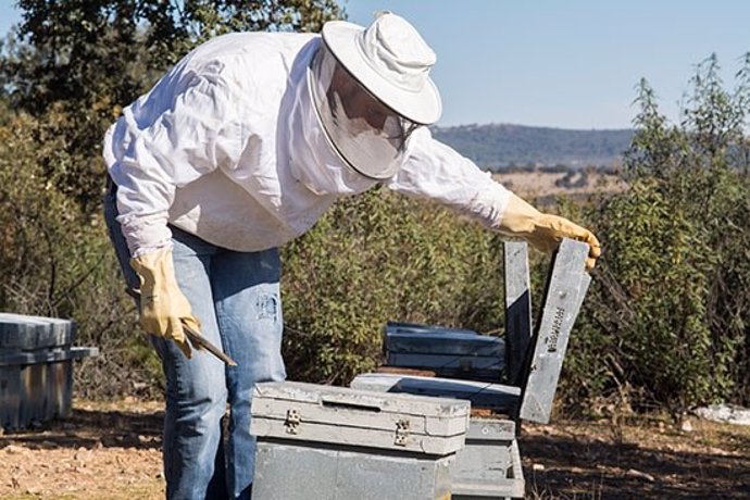 Un apicultor ante una colmena de abejas. 