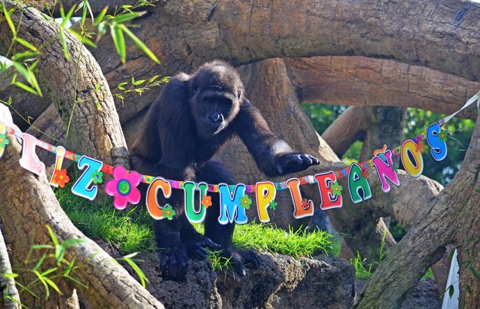 Cumpleaños del gorila Ebo del Bioparc