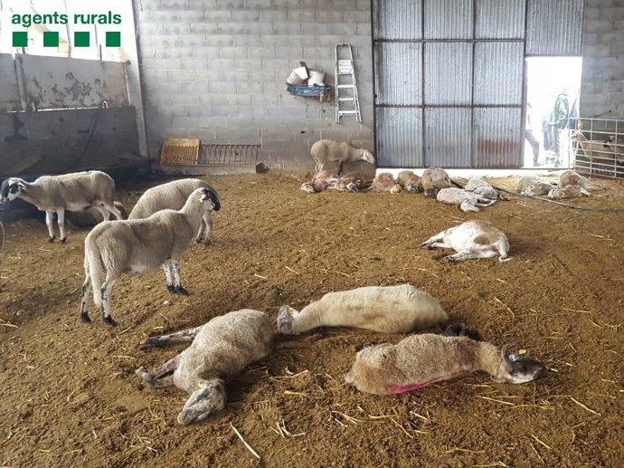 Diversos gossos maten 23 ovelles en una granja de Ponts (Lleida)
