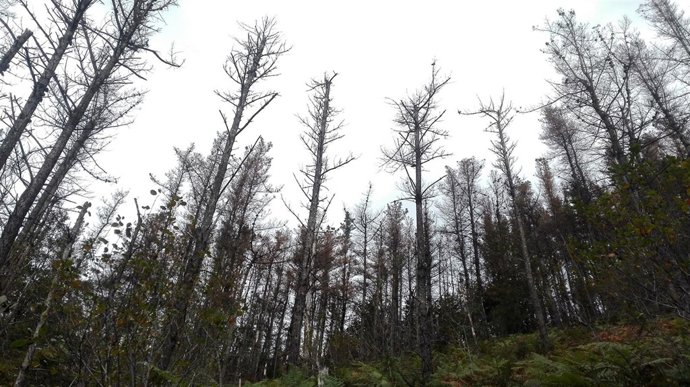 Pinos secos afectados por enfermedades producidas por hongos