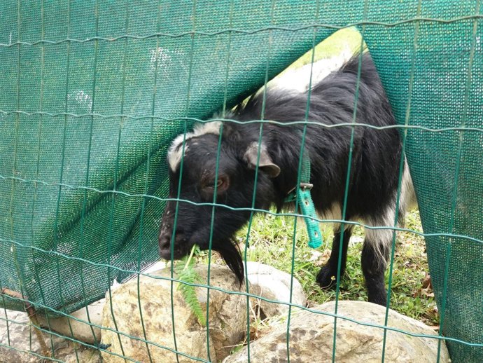 Cabrito, cabra, ganado, rural